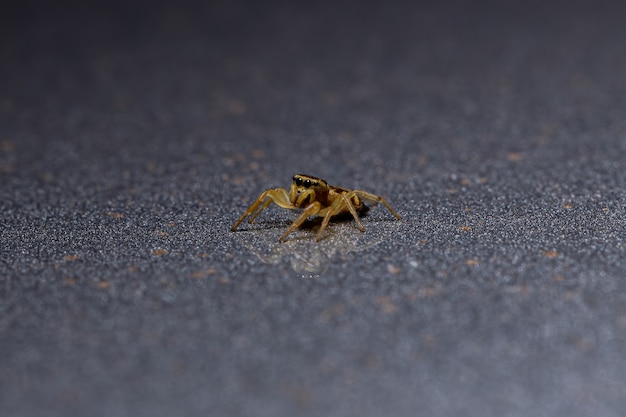 Jumping Spider of the Subtribe Dendryphantina