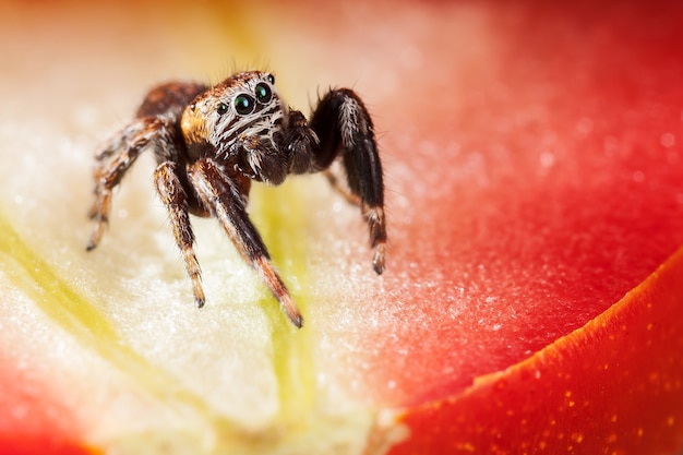 Jumping spider on the tomato, like in a beautiful red scene