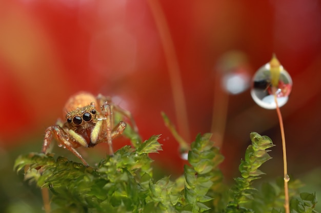 Photo jumping spider and water drop on red flower in nature