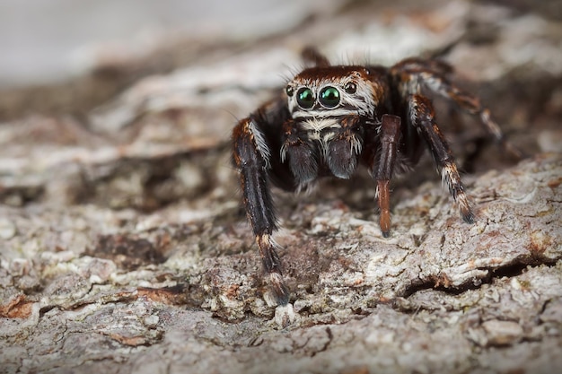 The jumping spider with green eyes masks on the bark of a brown tree