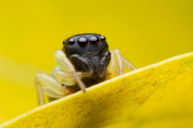 Jumping spider on yellow leaf