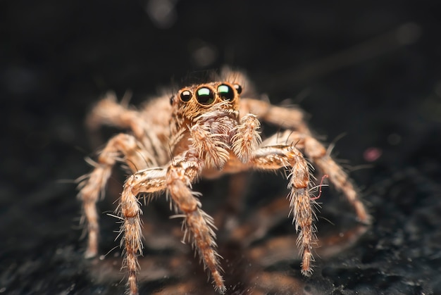 Jumping spider.