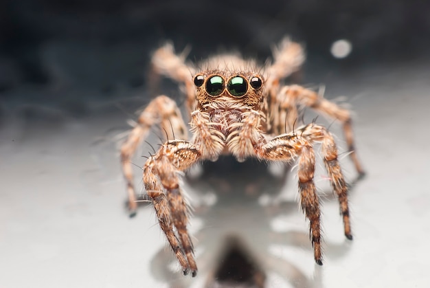 Jumping spider.