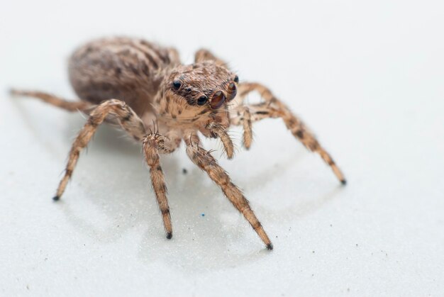 Jumping spider