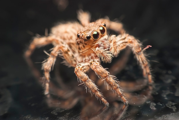 Jumping spider.