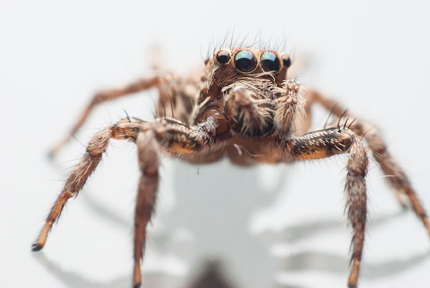 Jumping spider