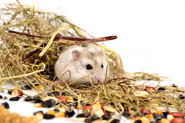 Jungar hamster on a white 