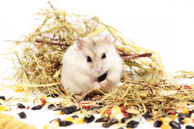 Jungar hamster on a white 