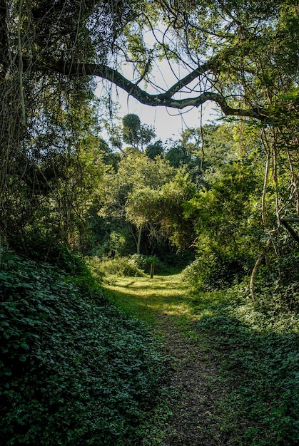 Jungle near Santa Lucia estuarySouth Africa