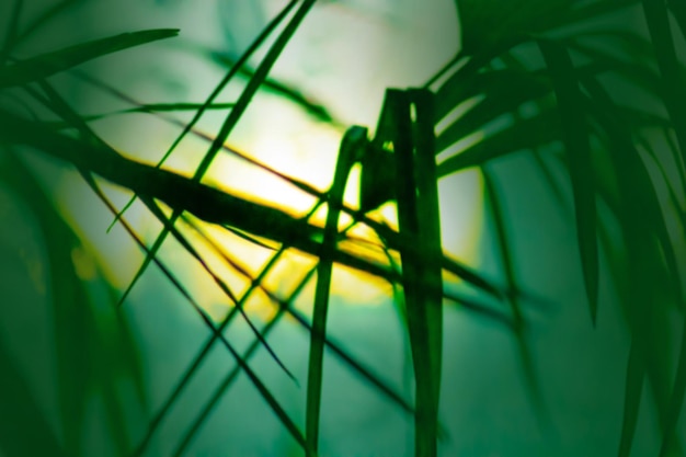 Jungle palm tree bokeh blur nature background