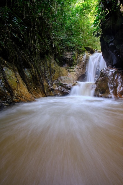 Jungle and river