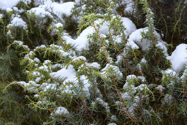 Juniper branches oblong under the snow Winter background