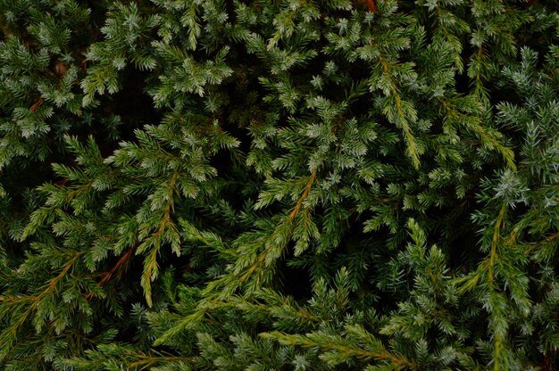 Juniper bush closeup without berries.