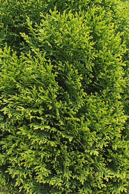 Juniper green texture