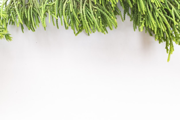 juniper, Thuja twig Christmas border on white background