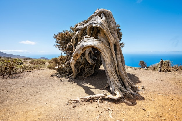 Juniper tree bent by wind in El Hierro, Canary Islands