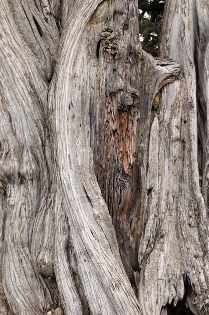 Juniper trees Tree trunk background