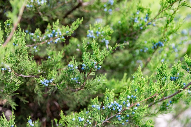 Juniper with berries. thuja evergreen coniferous tree close up