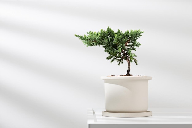 Juniperus procumbens or Creeping Juniper in a white ceramic pot