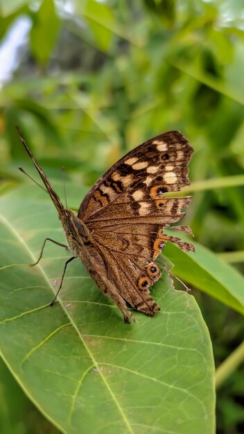 Photo junonia lemonias the sissy nymphalid lemon butterfly