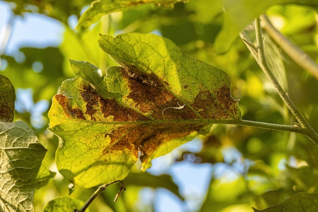 Jurubeba tree with leaf damage