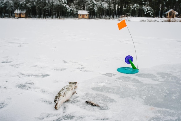 Just caught pike by tip up tackle In the ice hole set tackle with a flag Winter fishing on the frozen lake Small tackle for winter fishing on the ice pond Reeling reel for a fish