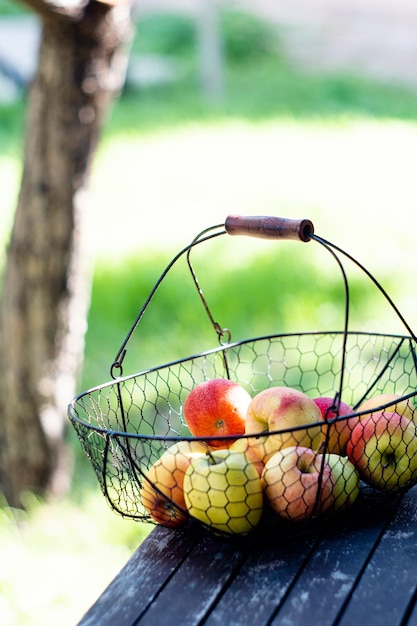 Just harvested autumn apples in the metal basket on wooden table in the garden