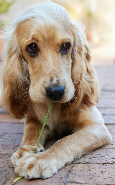 Just look into a dogs eyes and you cant help but fall in love Portrait shot of an adorable cocker spaniel puppy laying on brick paving outside chewing a blade of grass