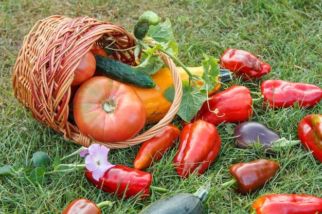 Just picked zucchinis, eggplants, tomatoes and bell peppers with a wicker basket