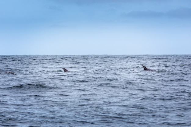 Just two fins. Two dolphins in the pacifi ocean