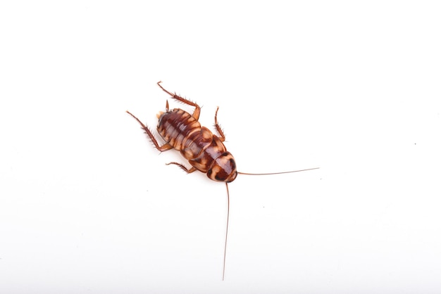 A juvenile cockroach on a white background