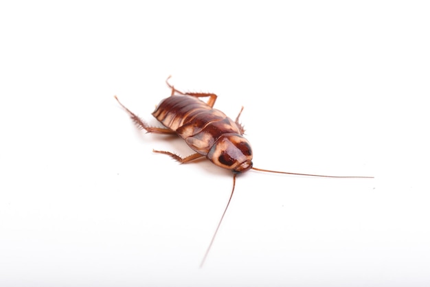 A juvenile cockroach on a white background