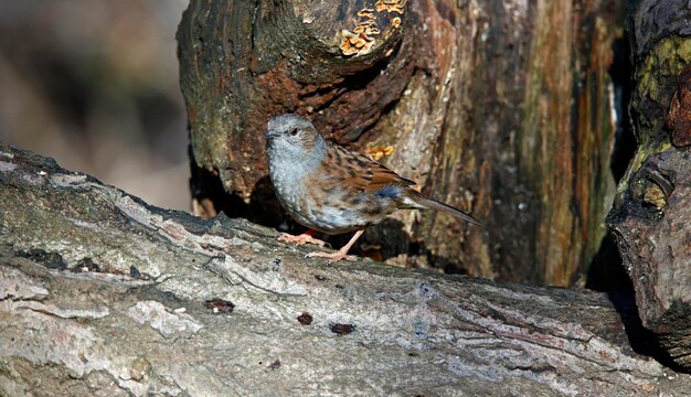 Juvenile dunnock collecting food in the woods