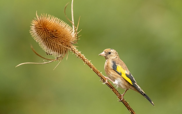 Juvenile European goldfinch perched on a dried thistle flower