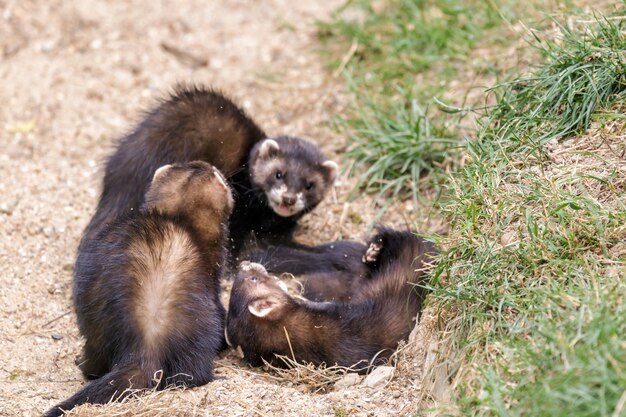 Juvenile European Polecats mustela putorius playing