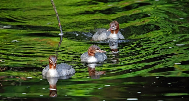 Juvenile goosanders fishing on the river