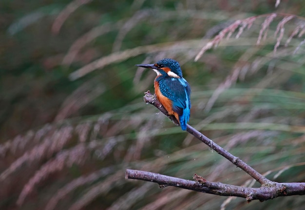 Juvenile kingfisher fishing around the lake