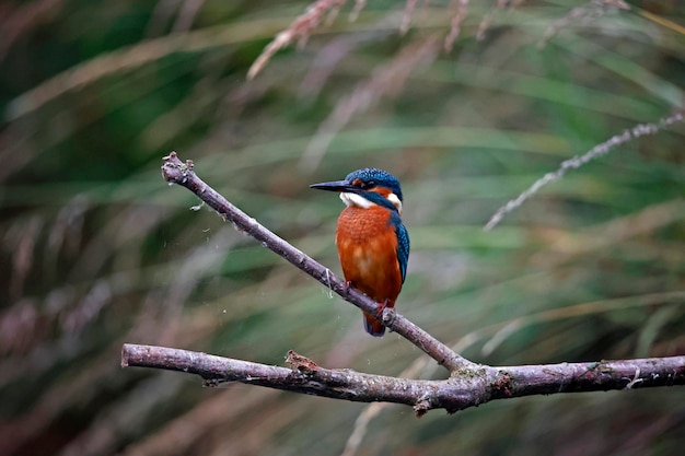 Juvenile kingfisher fishing around the lake