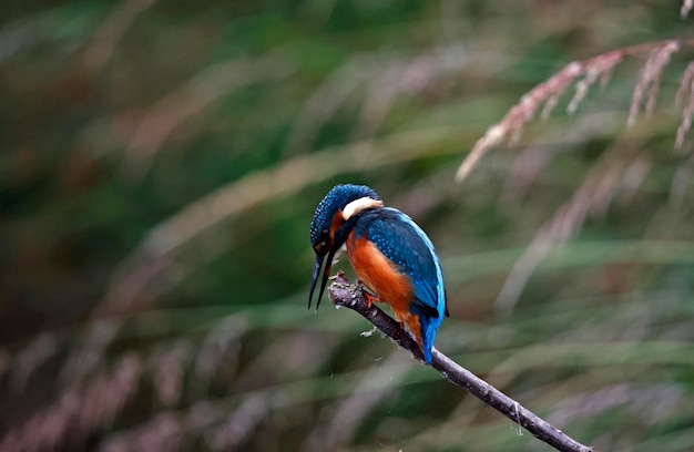 Juvenile kingfisher fishing around the lake