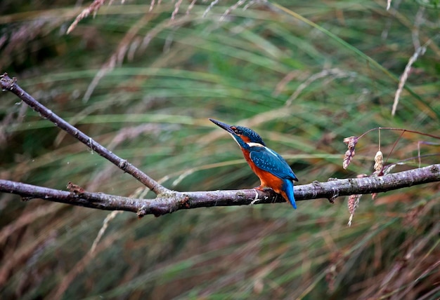 Juvenile kingfisher fishing around the lake