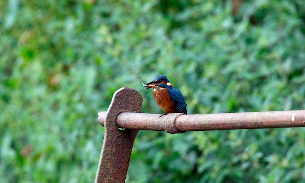 Juvenile kingfisher fishing from some rusting iron railings.