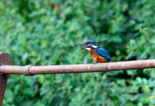 Juvenile kingfisher fishing from some rusting iron railings.