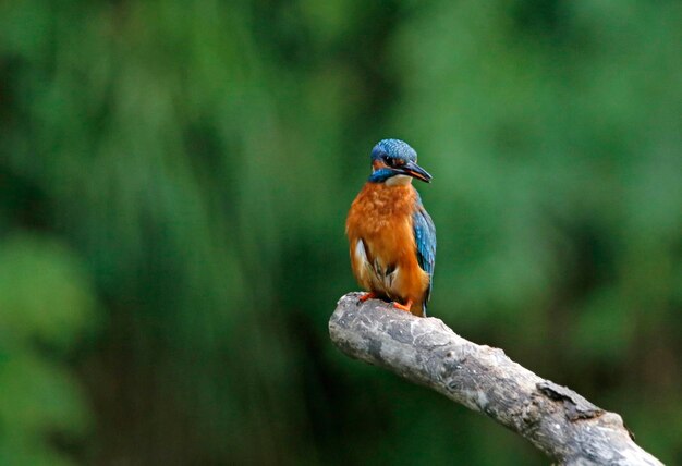 Juvenile kingfisher perched and preening on a branch