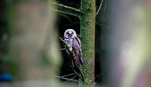 Juvenile long eared owl perched in the woods