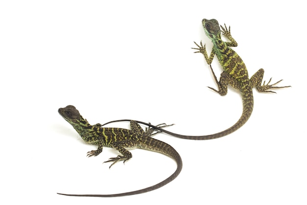 Juvenile Sailfin Dragon Lizard