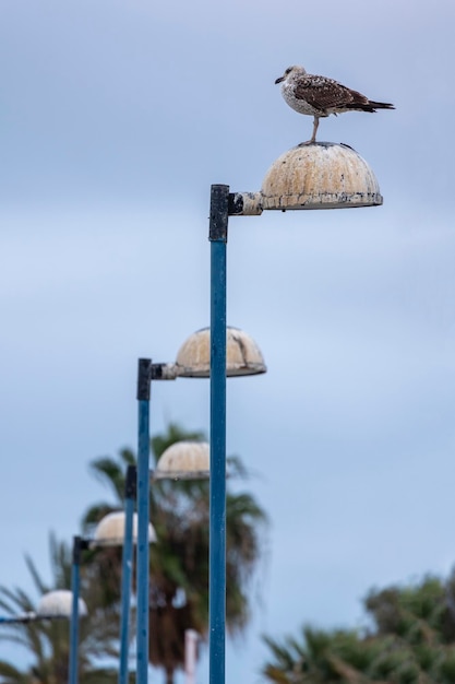 Juvenile seagull near the docks on top of streetlights