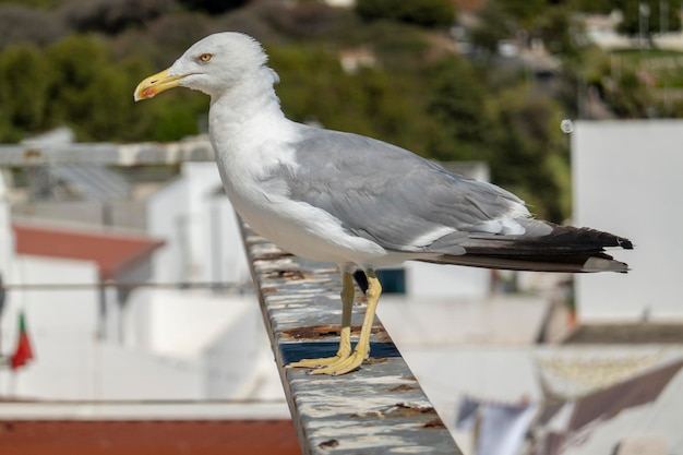 Juvenile seagull near the docks