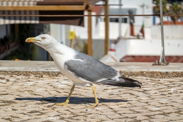 Juvenile seagull near the docks