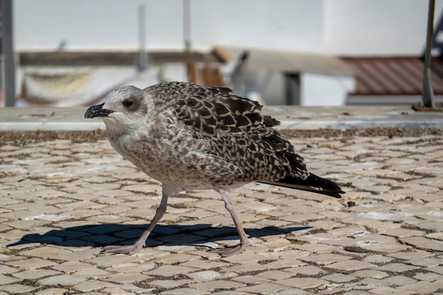 Juvenile seagull near the docks