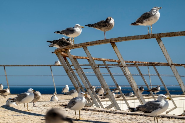 Juvenile seagulls near the docks